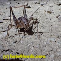 /home//u458753944/public_html/sourcegallery/////////////Insects and small critters/grasshoppers and crickets (Orthoptera)/PA070139.JPG